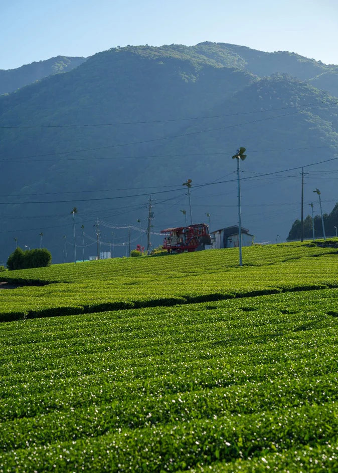 20 hectares